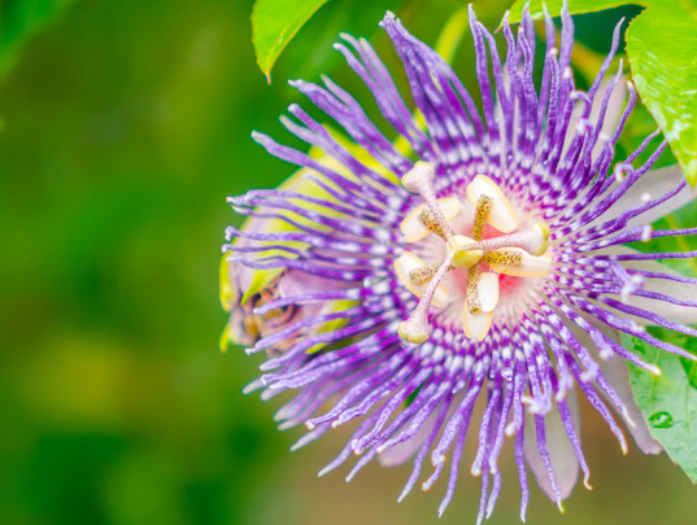 About Us Passiflora Caerulea 0716